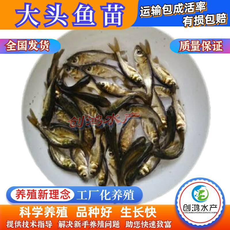 【2023新苗】鳙鱼苗大头鱼苗花鲢鱼苗花鲢水花出售