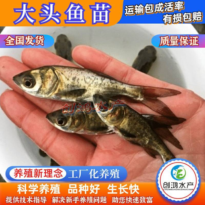 【2023新苗】鳙鱼苗大头鱼苗花鲢鱼苗花鲢水花出售