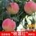 映霜红桃树苗脆甜离核品种优良品种保证