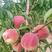 映霜红桃树苗脆甜离核品种优良品种保证