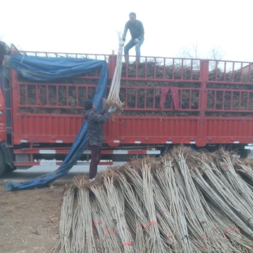 白杨树苗大量供应速生白杨苗成活率高价格优惠