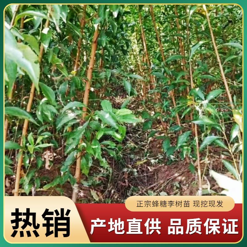 贵州六马蜂糖李苗正宗蜂糖李苗基地直发现挖现卖