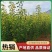 贵州六马蜂糖李苗正宗蜂糖李苗基地直发现挖现卖
