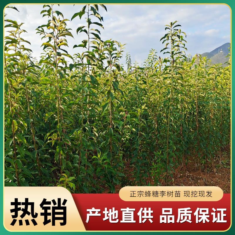 贵州六马蜂糖李苗正宗蜂糖李苗基地直发现挖现卖