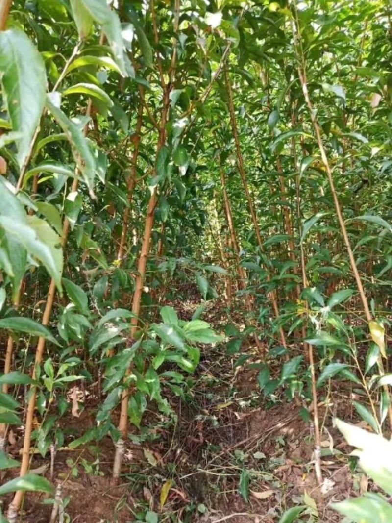 贵州六马蜂糖李苗正宗蜂糖李苗基地直发现挖现卖