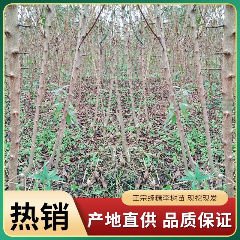 贵州六马蜂糖李苗正宗蜂糖李苗基地直发现挖现卖