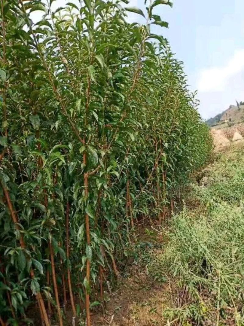 贵州六马蜂糖李苗正宗蜂糖李苗基地直发现挖现卖