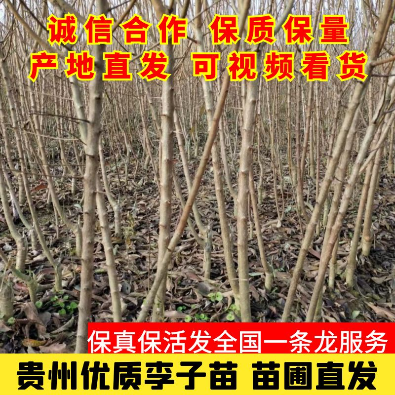 贵州六马蜂糖李苗正宗蜂糖李苗基地直发现挖现卖