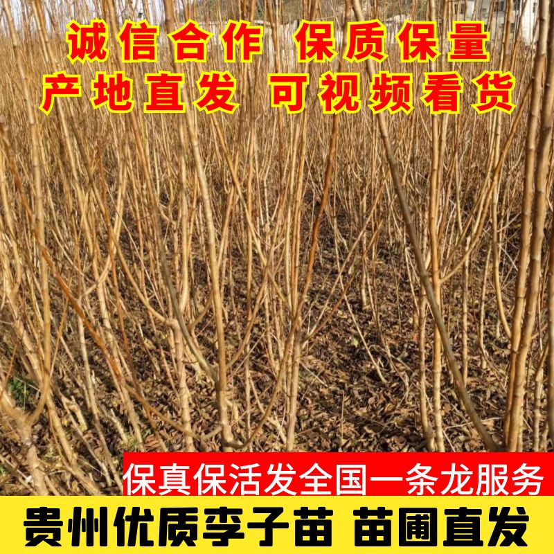 贵州六马蜂糖李苗正宗蜂糖李苗基地直发现挖现卖