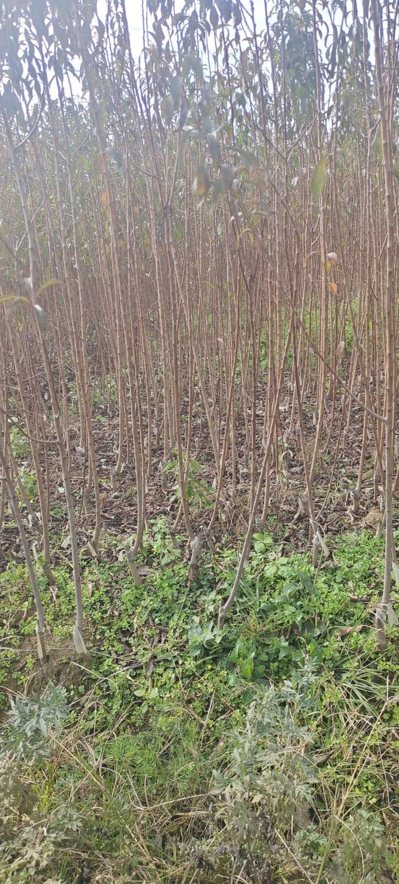 贵州六马蜂糖李苗正宗蜂糖李苗基地直发现挖现卖
