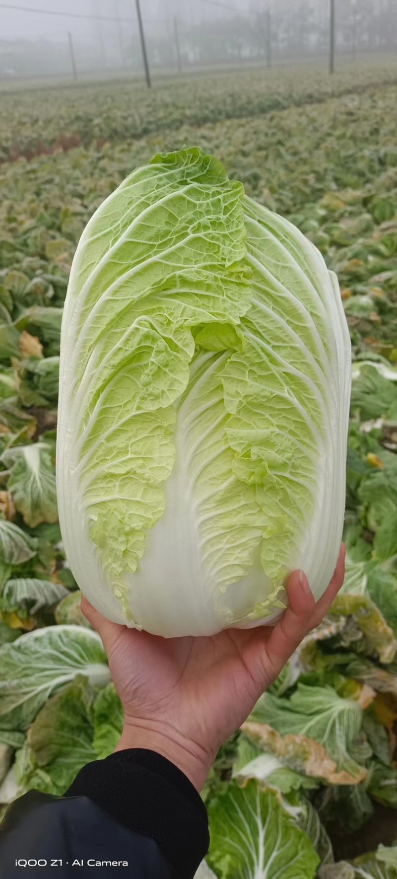 【热销】精品黄心大白菜产地直发万亩种植基地欢迎咨询