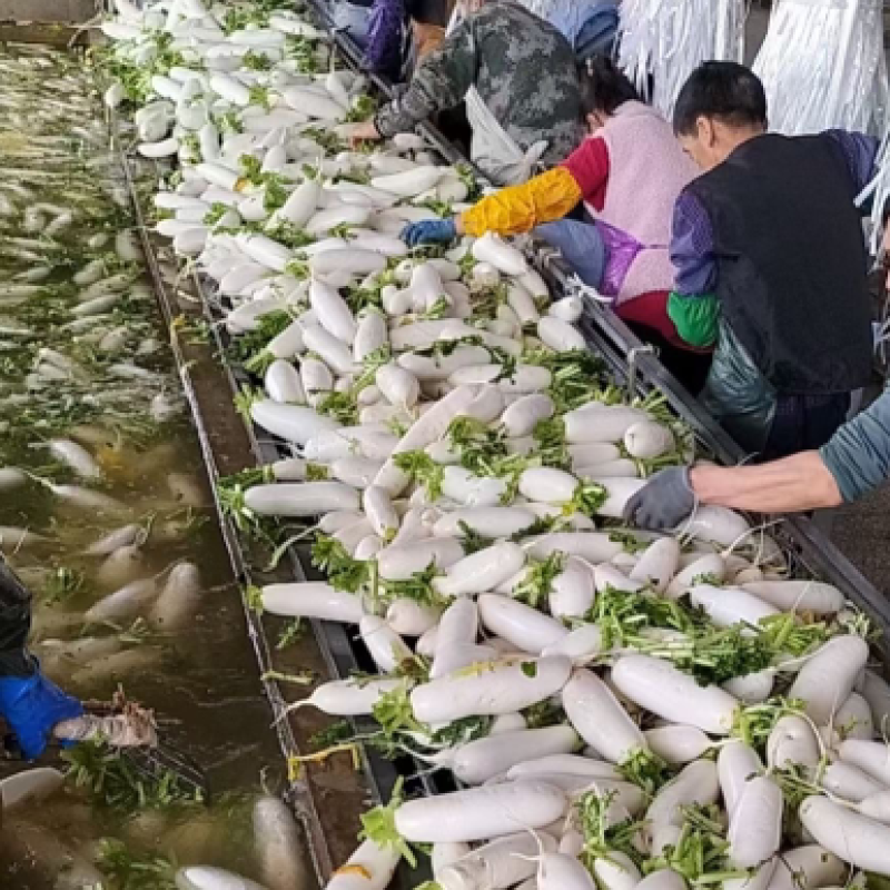 精品345排白萝卜产地直发大量有货