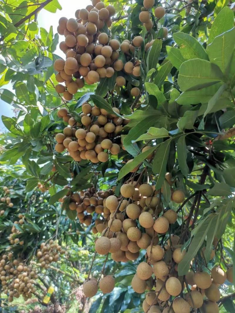 四季无核龙眼苗嫁接桂圆果树苗南方北方种植盆栽储良石峡龙眼