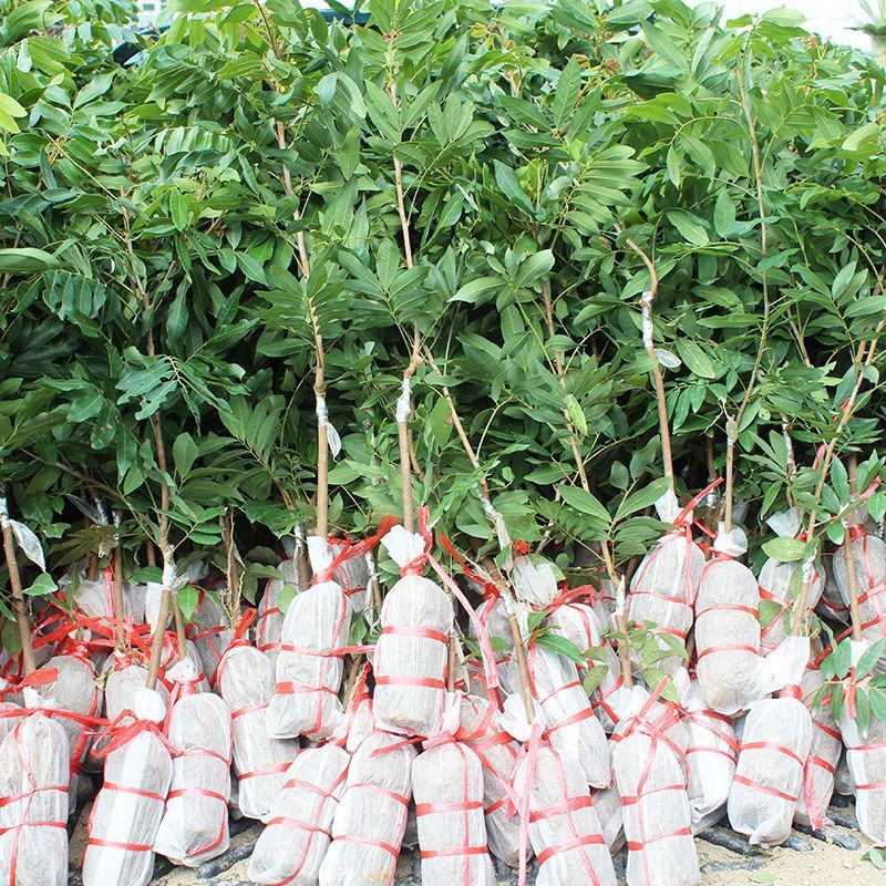 四季无核龙眼苗嫁接桂圆果树苗南方北方种植盆栽储良石峡龙眼