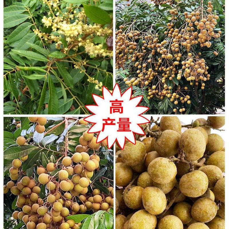 四季无核龙眼苗嫁接桂圆果树苗南方北方种植盆栽储良石峡龙眼