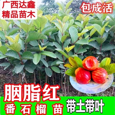 胭脂红番石榴苗香甜软糯南北方种植四季开花结果红心番石榴苗