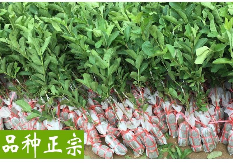 胭脂红番石榴苗香甜软糯南北方种植四季开花结果红心番石榴苗
