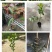 胭脂红番石榴苗香甜软糯南北方种植四季开花结果红心番石榴苗