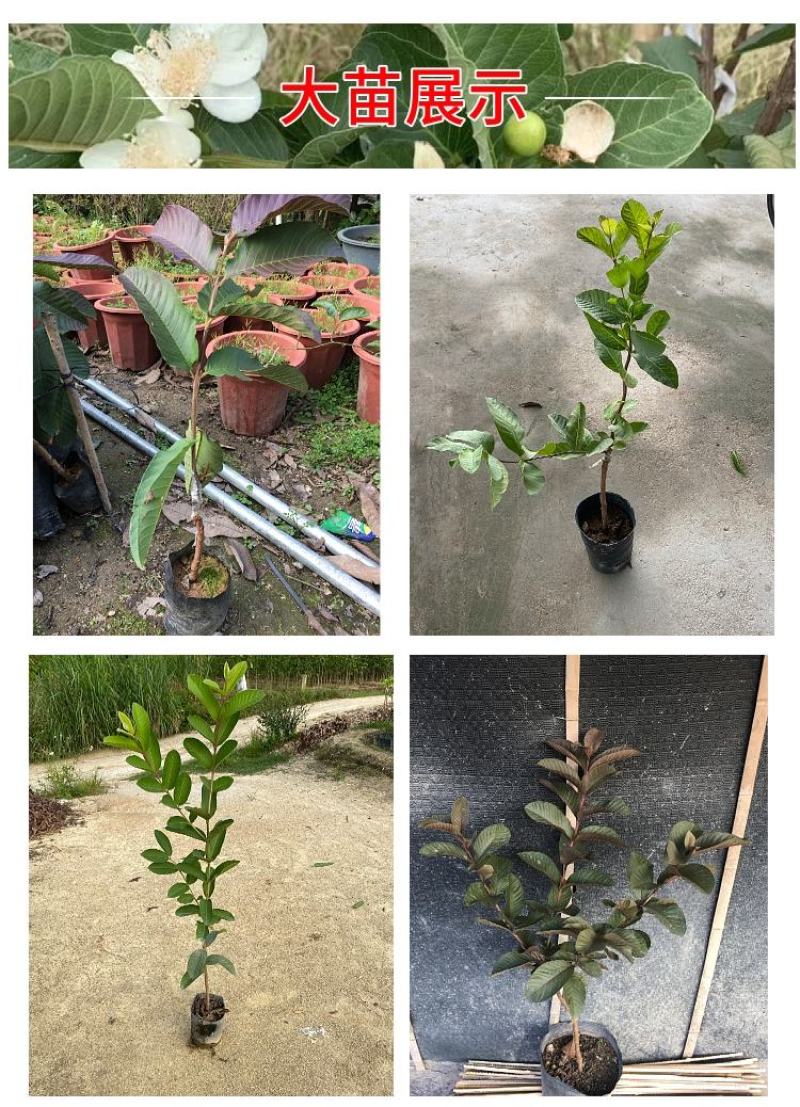 胭脂红番石榴苗香甜软糯南北方种植四季开花结果红心番石榴苗