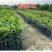 胭脂红番石榴苗香甜软糯南北方种植四季开花结果红心番石榴苗