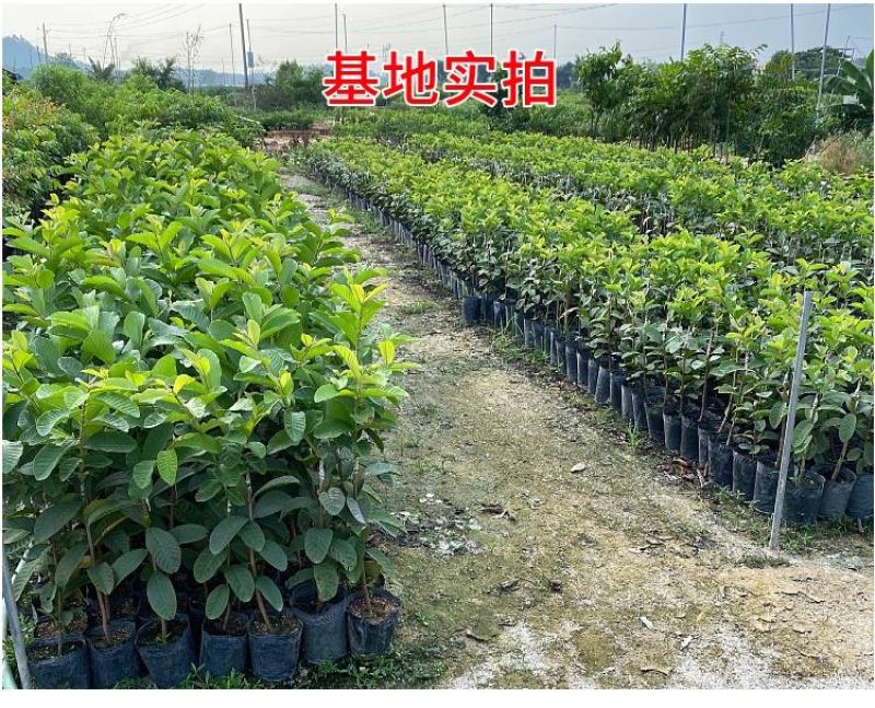 胭脂红番石榴苗香甜软糯南北方种植四季开花结果红心番石榴苗