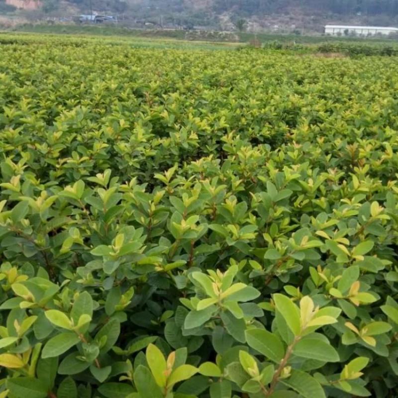 胭脂红番石榴苗香甜软糯南北方种植四季开花结果红心番石榴苗