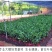 胭脂红番石榴苗香甜软糯南北方种植四季开花结果红心番石榴苗