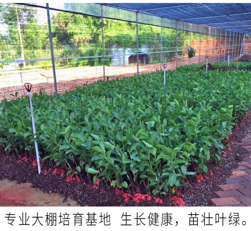 胭脂红番石榴苗香甜软糯南北方种植四季开花结果红心番石榴苗
