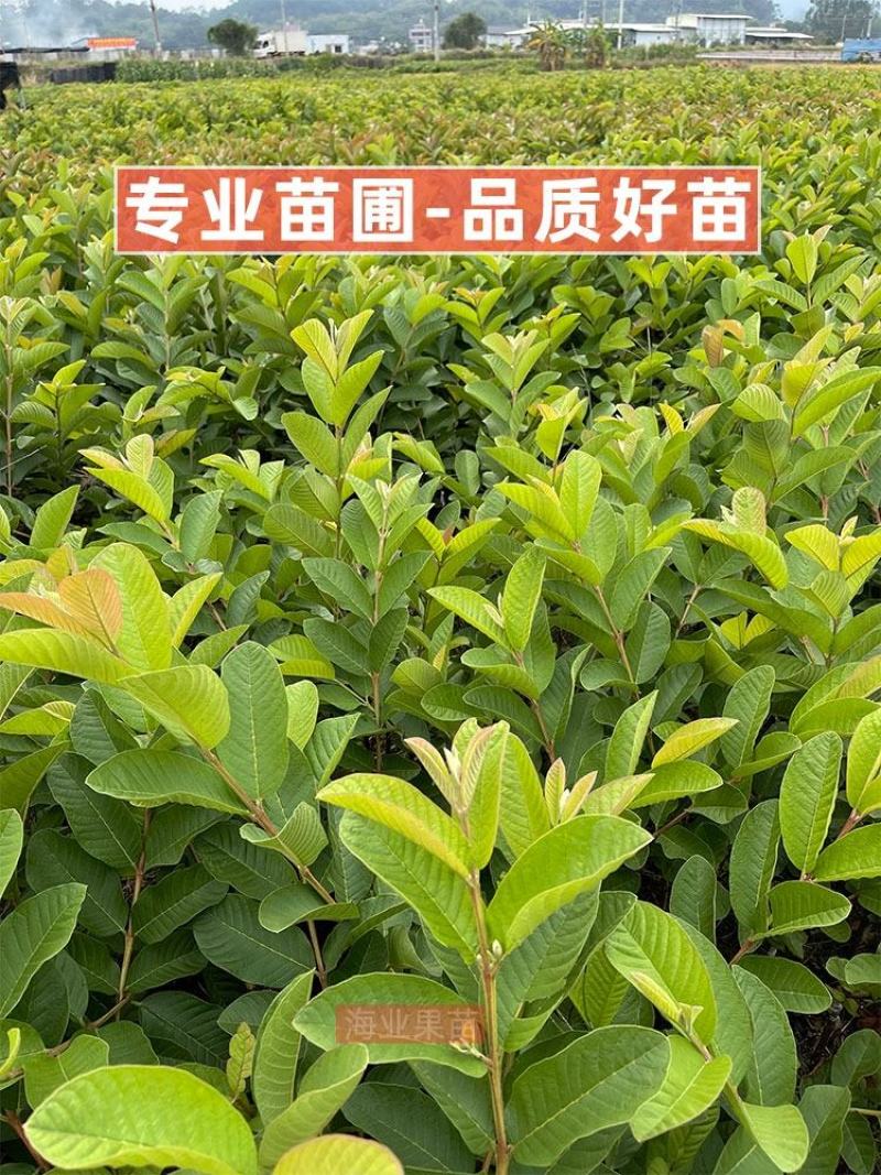胭脂红番石榴苗香甜软糯南北方种植四季开花结果红心番石榴苗