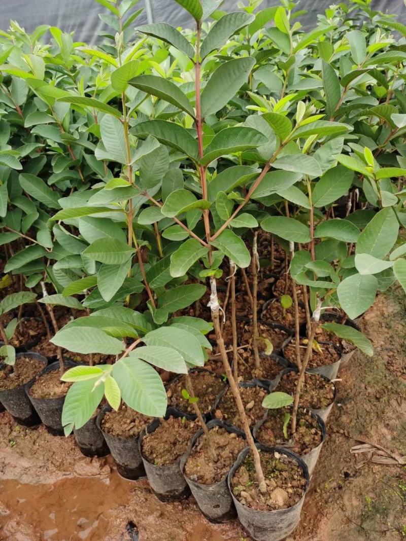 胭脂红番石榴苗香甜软糯南北方种植四季开花结果红心番石榴苗