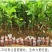 胭脂红番石榴苗香甜软糯南北方种植四季开花结果红心番石榴苗