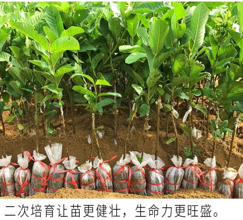 胭脂红番石榴苗香甜软糯南北方种植四季开花结果红心番石榴苗