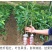 胭脂红番石榴苗香甜软糯南北方种植四季开花结果红心番石榴苗