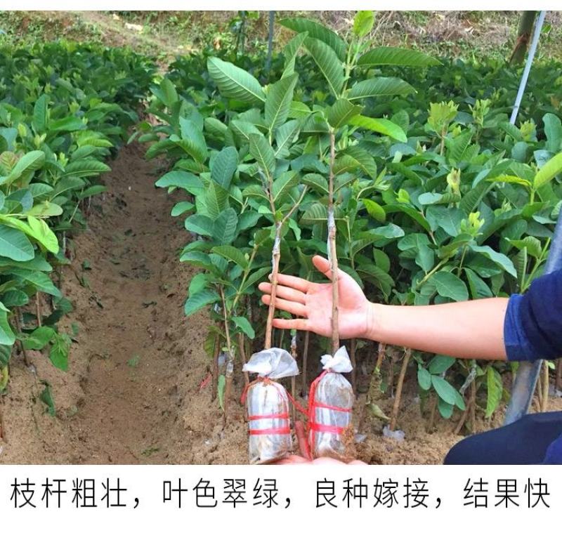 胭脂红番石榴苗香甜软糯南北方种植四季开花结果红心番石榴苗