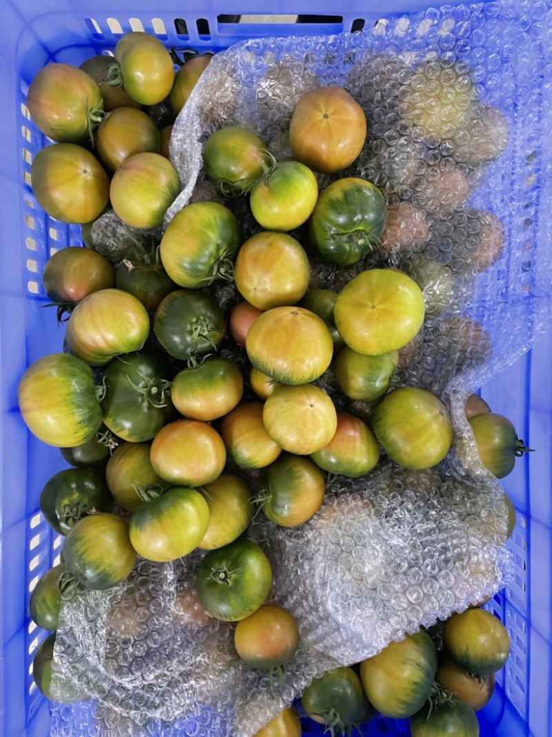 草莓番茄（糖度8度以上，大型基地，全年稳定供应）