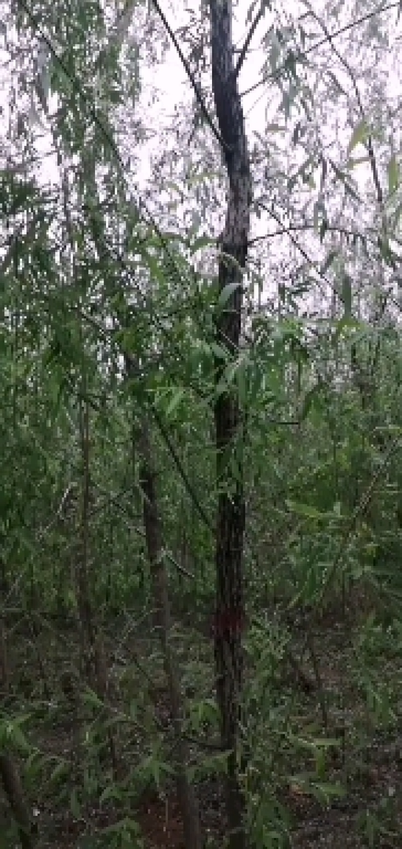 垂柳树
