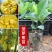 菠萝蜜苗树苗四季当年结果木菠萝嫁接苗马来黄肉南方种植盆栽