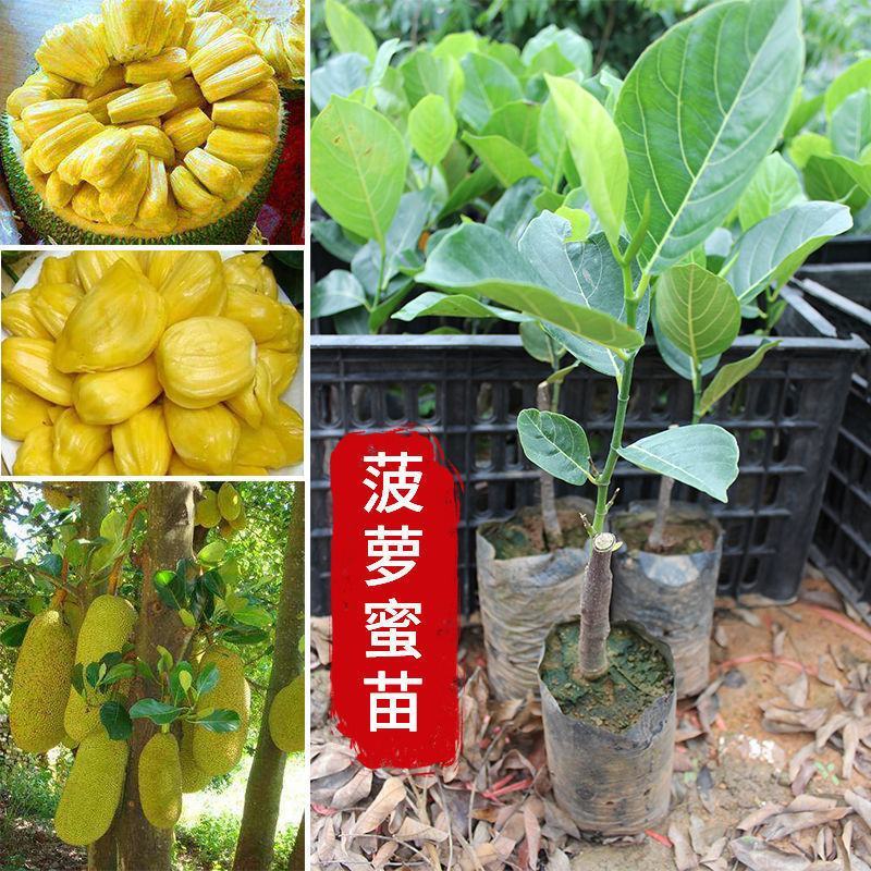 菠萝蜜苗树苗四季当年结果木菠萝嫁接苗马来黄肉南方种植盆栽