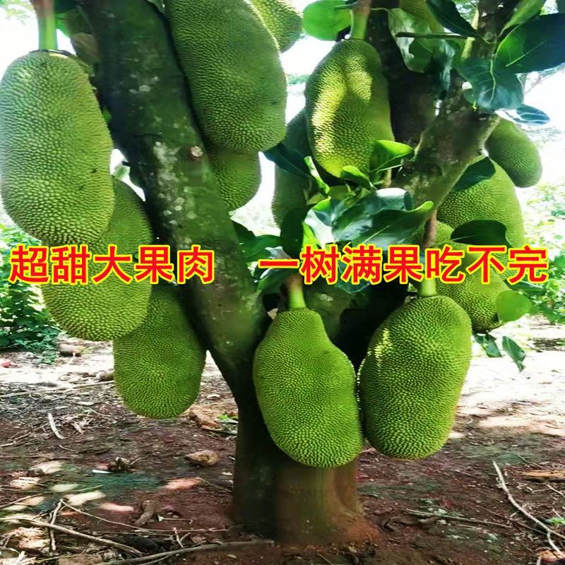 菠萝蜜苗树苗四季当年结果木菠萝嫁接苗马来黄肉南方种植盆栽
