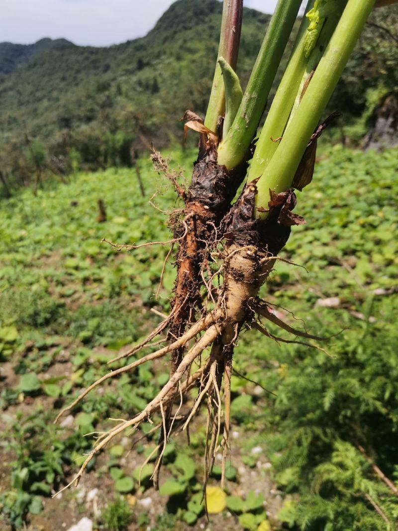 大黄苗、精选高庄老品种改良，基地直供批发，马蹄大黄大叶高