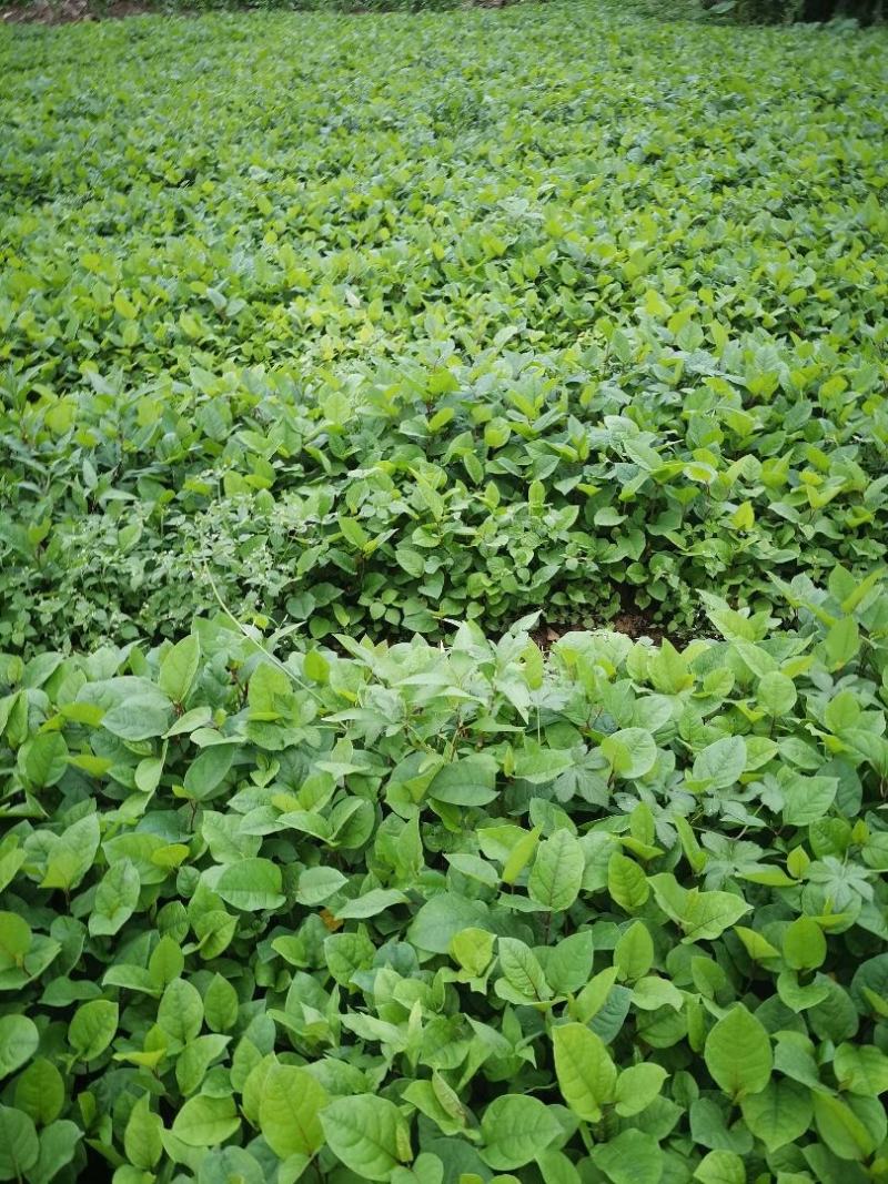 虎杖苗，改良驯化高产品种，基地直销，包种植技术。