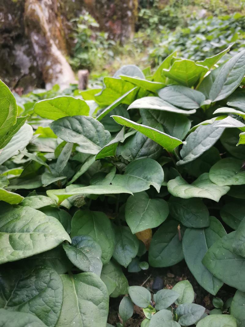 虎杖苗，改良驯化高产品种，基地直销，包种植技术。