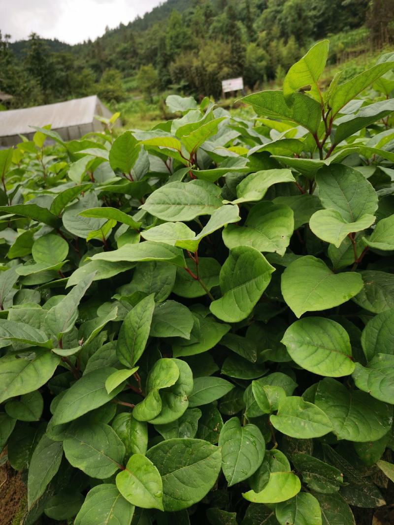 虎杖苗，改良驯化高产品种，基地直销，包种植技术。