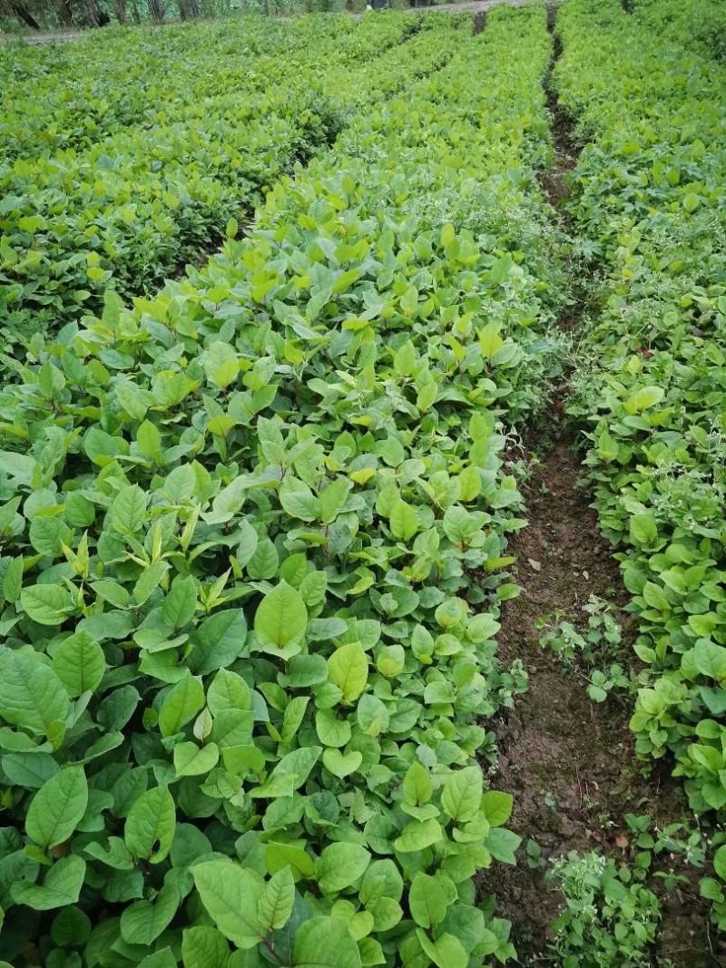 虎杖苗，改良驯化高产品种，基地直销，包种植技术。