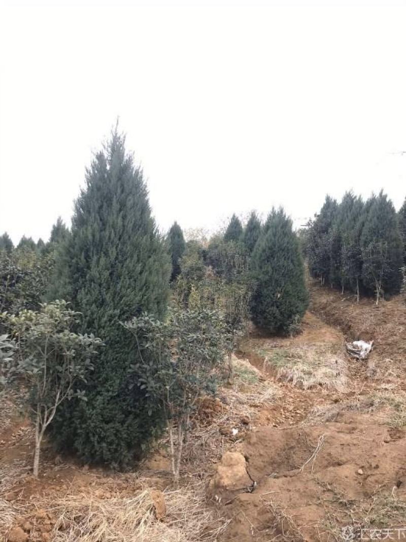 河南桧蜀桧刺柏桧柏