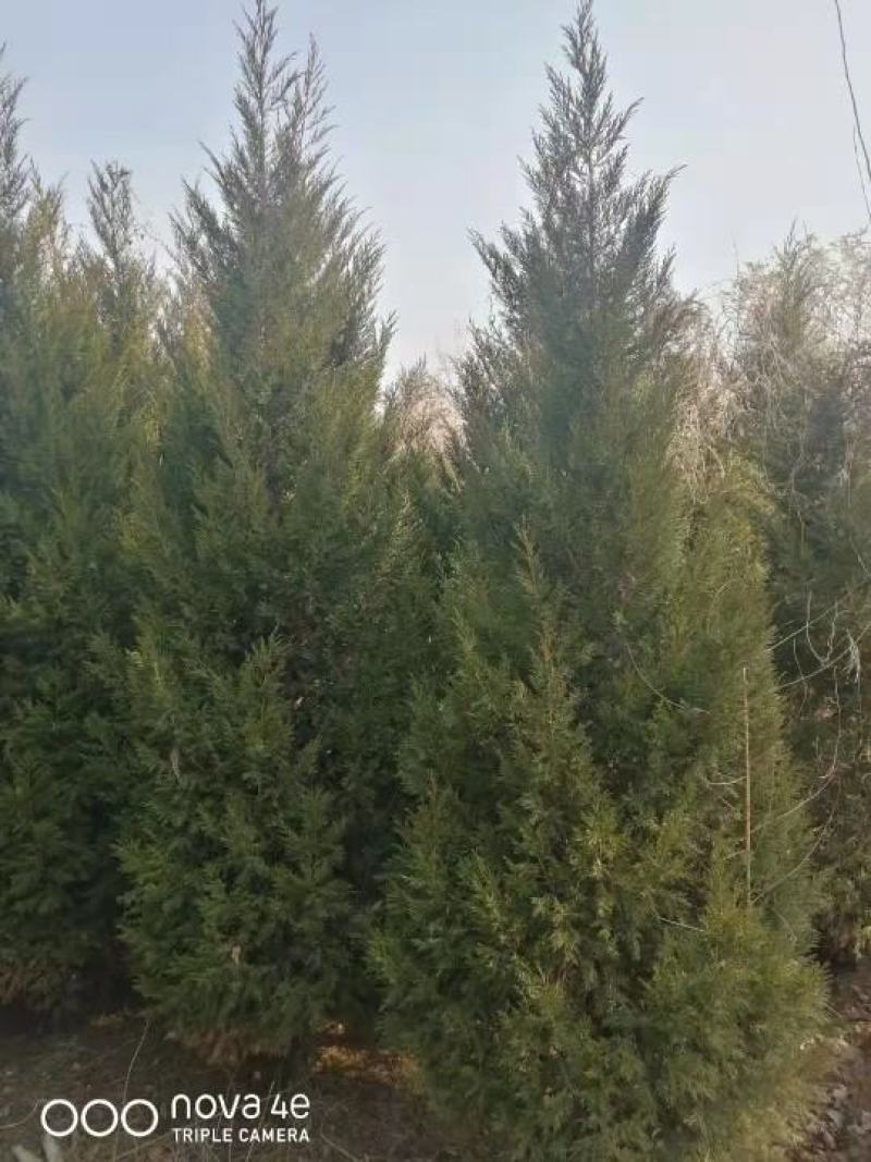 河南桧蜀桧刺柏桧柏