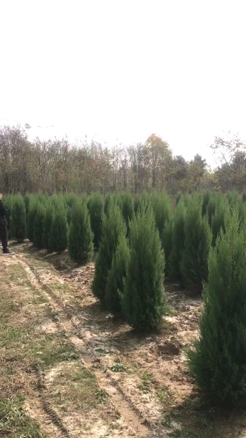 河南桧蜀桧刺柏桧柏
