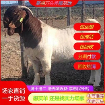 波尔山羊羊苗批发纯种怀孕种母羊养殖场直销