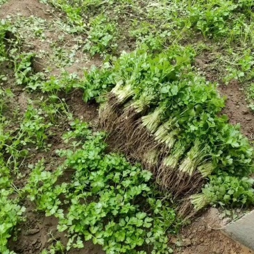 山东屹诚蔬菜种苗专业合作社芹菜苗大量接单中