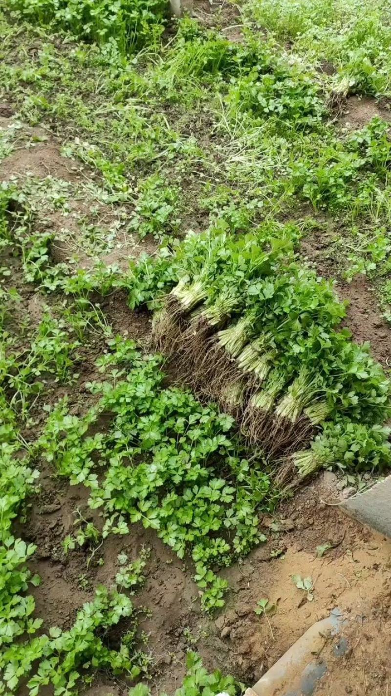 山东屹诚蔬菜种苗专业合作社芹菜苗大量接单中